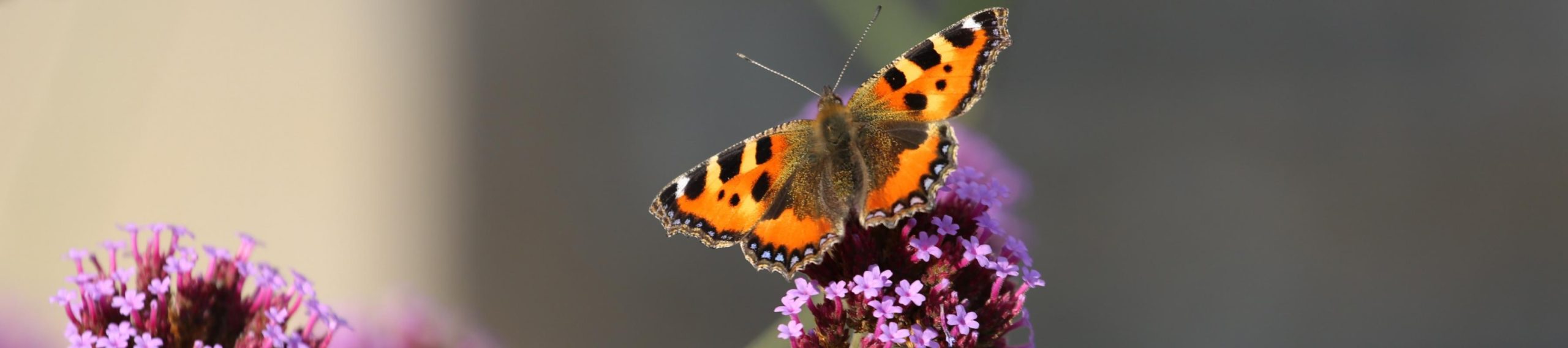 Butterfly on flower - biodiverse tuin
